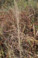 Asphodeline liburnica