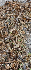 Undaria pinnatifida