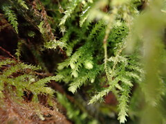 Claopodium crispifolium
