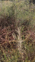 Asphodeline liburnica
