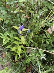 Gentiana andrewsii