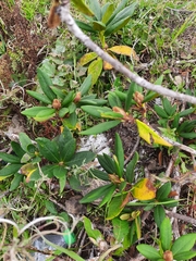 Rhododendron caucasicum