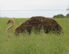 Struthio camelus australis