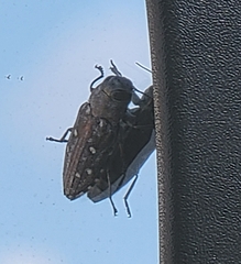 Chrysobothris octocola