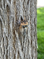 Megatibicen dealbatus