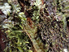 Lophocolea bidentata