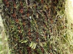 Lophocolea bidentata