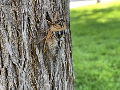 Megatibicen dealbatus