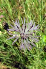Osmorhiza longistylis