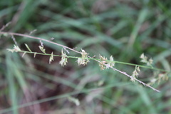 Chasmanthium sessiliflorum