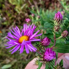 Symphyotrichum novae-angliae