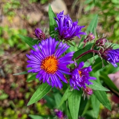 Symphyotrichum novae-angliae