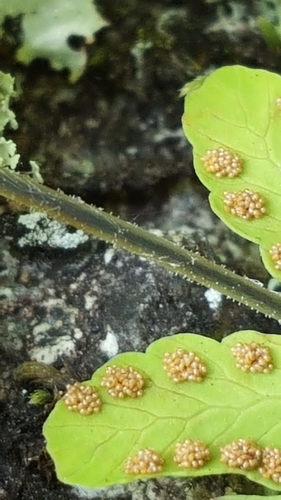 Image of Gymnocarpium continentale by (c) Norma Malinowski, some rights reserved (CC BY)