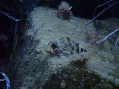 Scorpaena maderensis