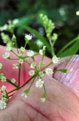 Osmorhiza longistylis
