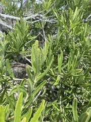 Forchhammeria watsonii