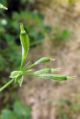 Osmorhiza longistylis