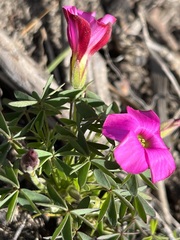 Oxalis heterophylla