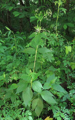 Osmorhiza longistylis