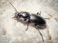 Pterostichus madidus
