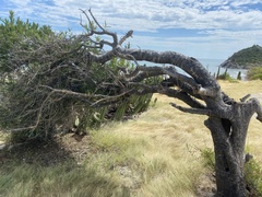 Forchhammeria watsonii