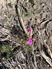 Oxalis heterophylla