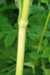 Osmorhiza longistylis