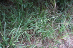Chasmanthium sessiliflorum