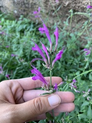 Agastache cana