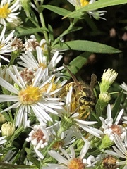 Vespula flavopilosa