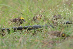 Ploceus manyar