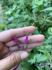 Agastache cana