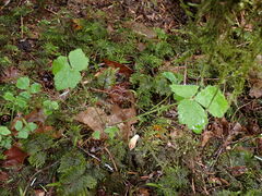 Tiarella trifoliata trifoliata