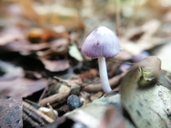Inocybe lilacina