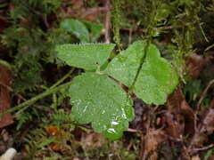 Tiarella trifoliata trifoliata