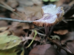 Inocybe lilacina