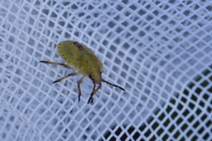 Carpocorini