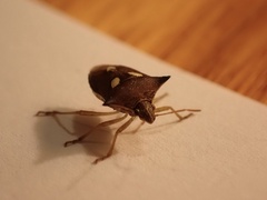 Aspavia albidomaculata