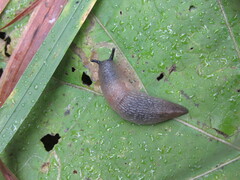 Krynickillus melanocephalus