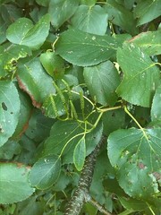 Alnus cordata