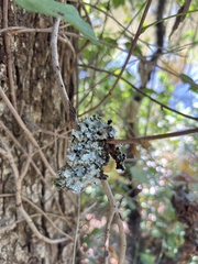 Parmotrema hypotropum