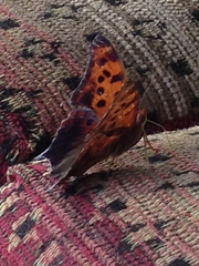 Polygonia interrogationis