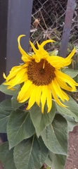 Helianthus annuus