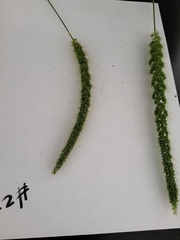 Setaria