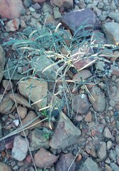 Pelargonium luteolum