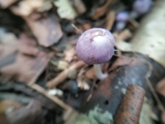 Inocybe lilacina