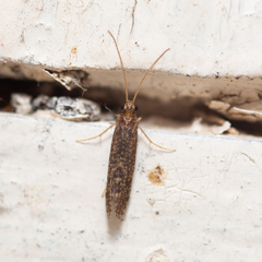 Polycentropodidae