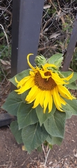 Helianthus annuus
