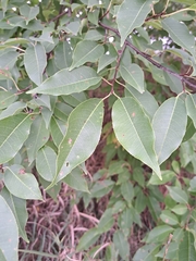 Prunus serotina
