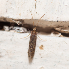 Polycentropodidae
